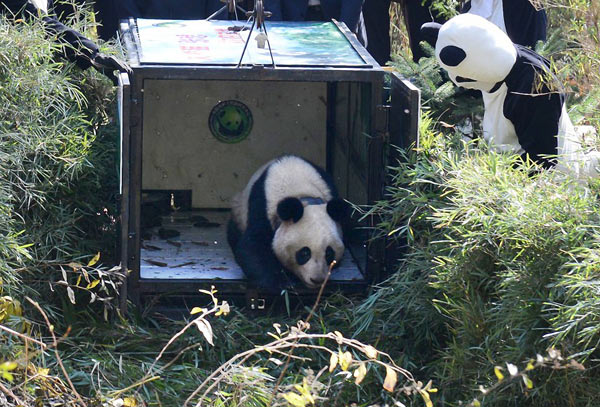 Zhang Xiang takes her first steps into the wild on Wednesday morning at Liziping Nature Reserve in Sichuan province. She was lured out by staff members of the reserve who dressed in panda costumes. The release of Zhang Xiang lasted only two minutes. Provided to China Daily Zhang Xiang takes her first steps into the wild on Wednesday morning at Liziping Nature Reserve in Sichuan province. She was lured out by staff members of the reserve who dressed in panda costumes. The release of Zhang Xiang lasted only two minutes. Provided to China Daily