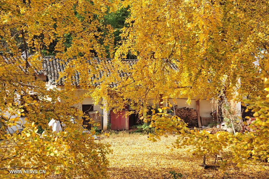 CHINA-HUBEI-ANLU-GINGKGO (CN)